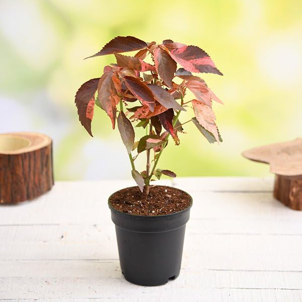 Acalypha wilkesiana