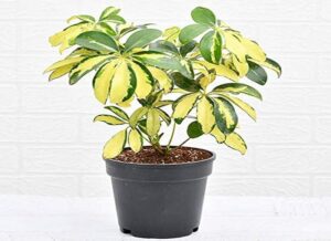 Umbrella/Schefflera Arboricola