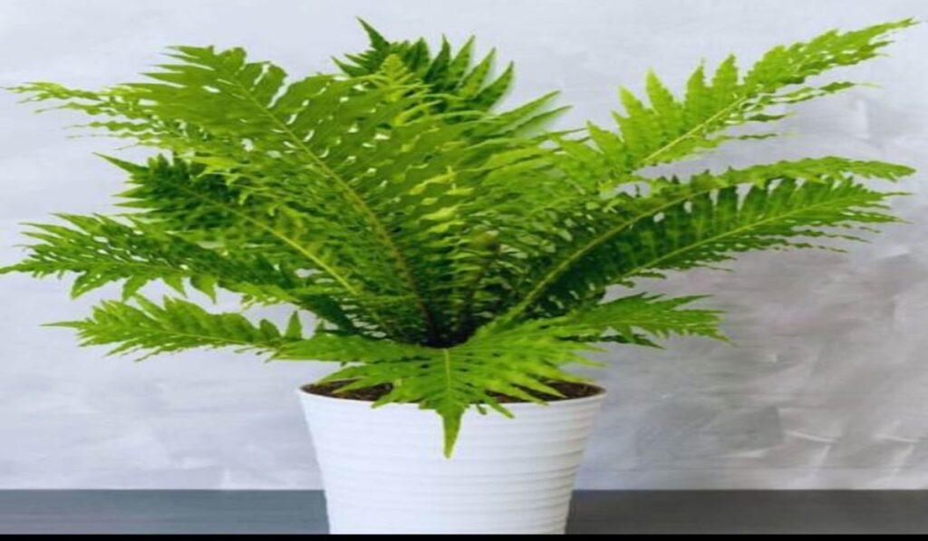 Ornamental Plants