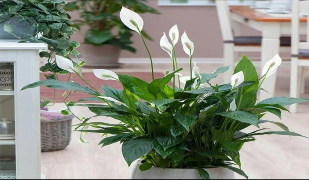 Ornamental Plants