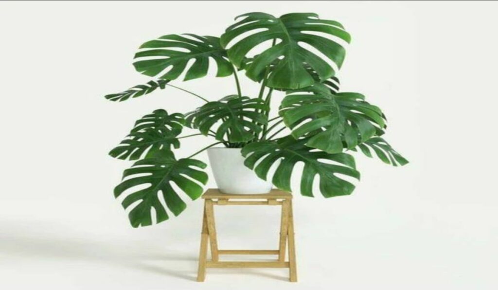 Ornamental Plants