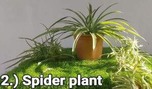 Spider Plant