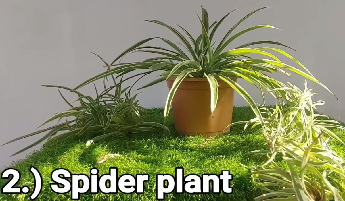 Spider Plant