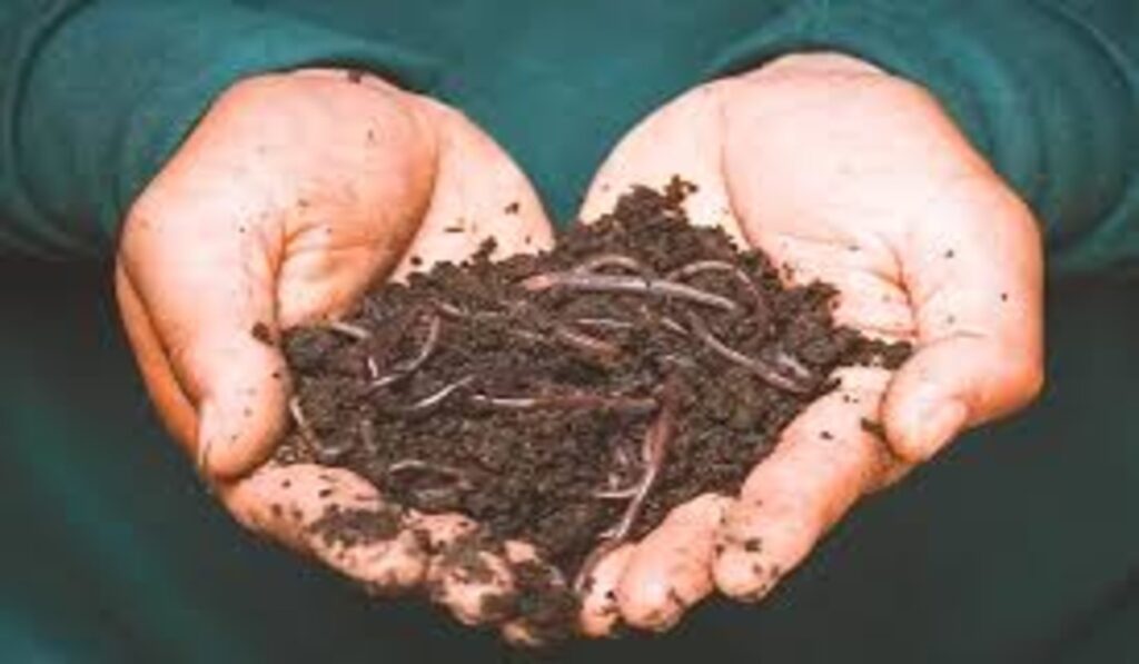 Vermi Compost