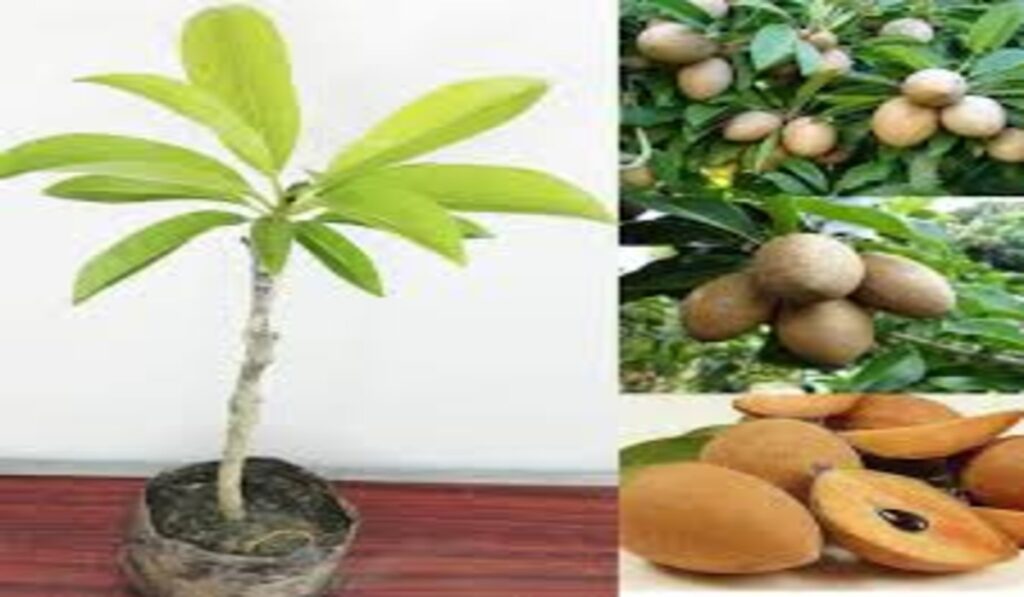 Fruits Plants