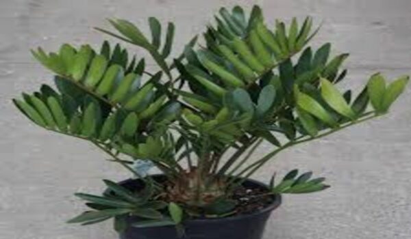 Zamia Palm - Image 2