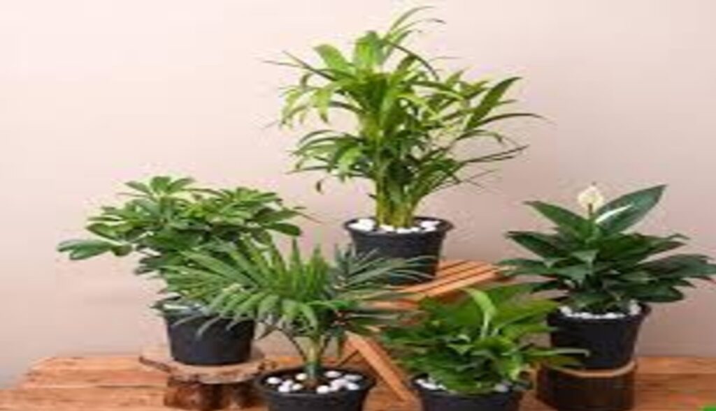 Indoor Plants