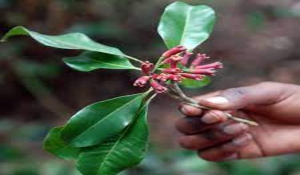 Spices Plants