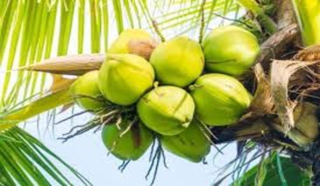 Fruits Plants