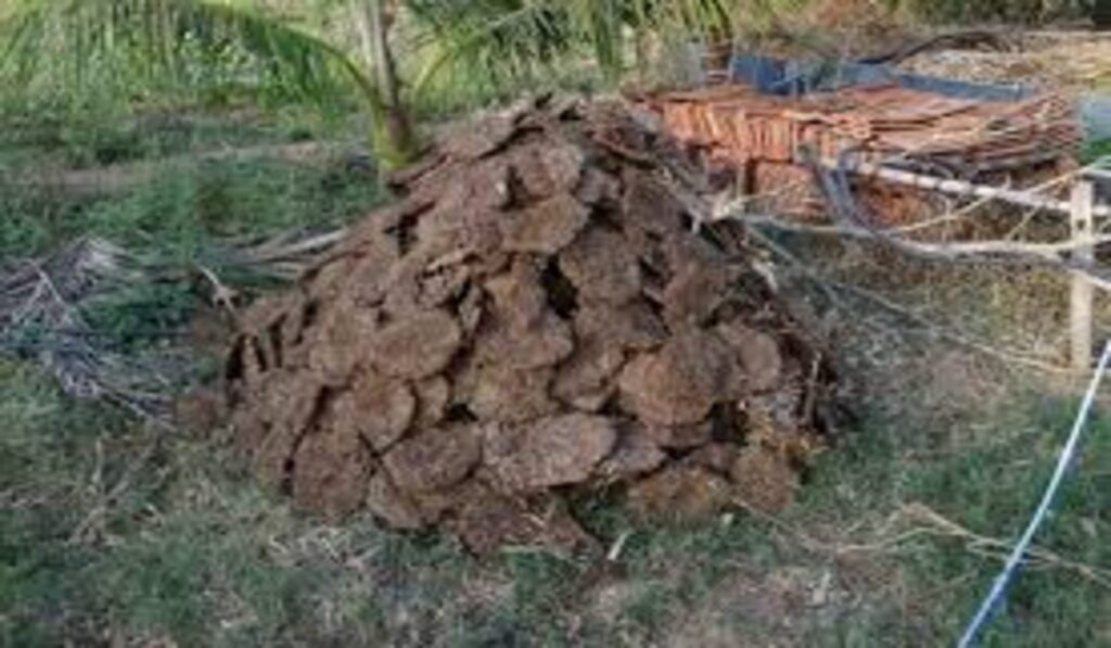 Cow Compost