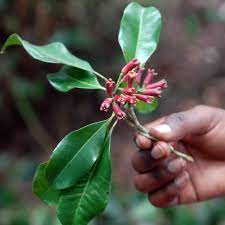 Lawan Plant