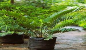 Zamia Palm