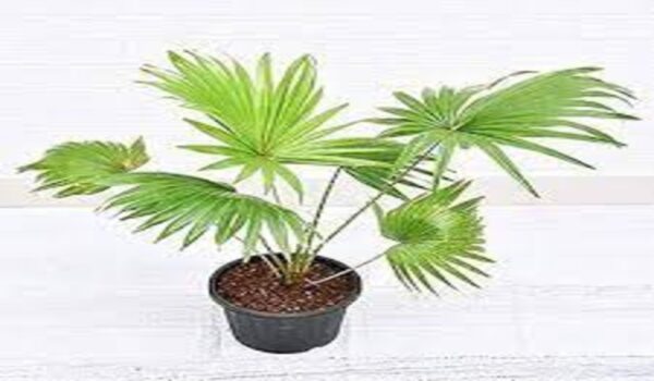 Table Palm - Image 2