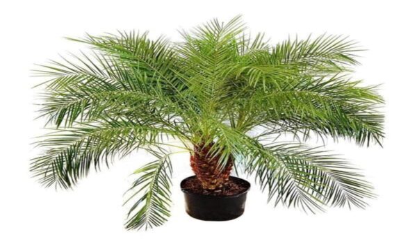Dwarf Date Palm / Phoenix - Image 3