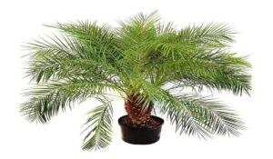 Umbrella Palm