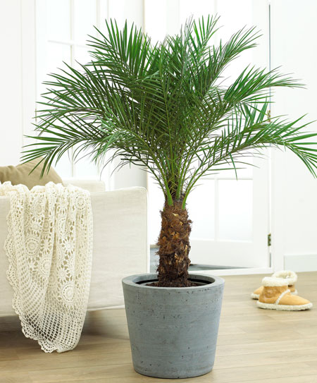 Palm Plants