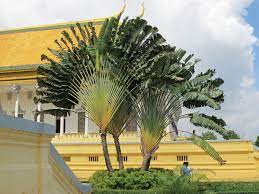 Travellar Palm