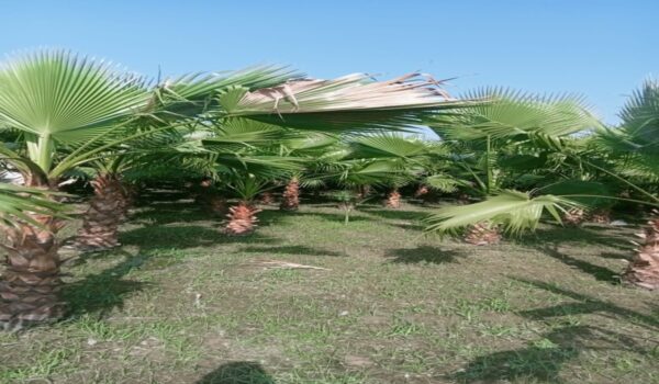 Washingtonia Palm - Image 2