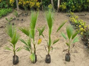Washingtonia Palm