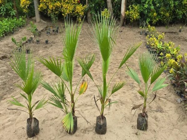 Washingtonia Palm