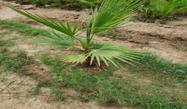 Washingtonia Palm - Image 5