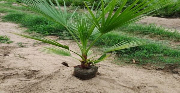 Washingtonia Palm - Image 6