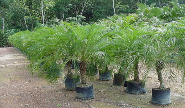 Dwarf Date Palm / Phoenix - Image 2