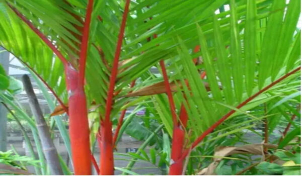 Red Palm - Image 3