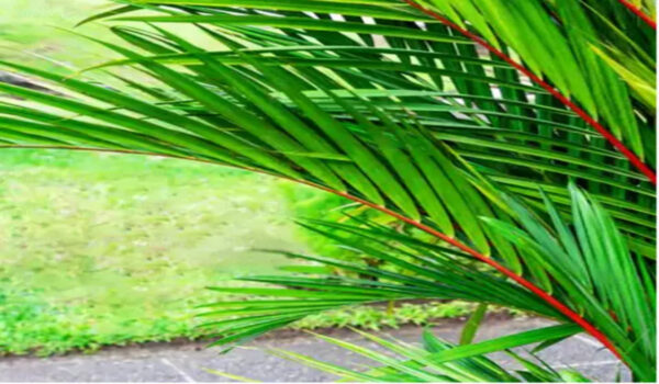 Red Palm - Image 4