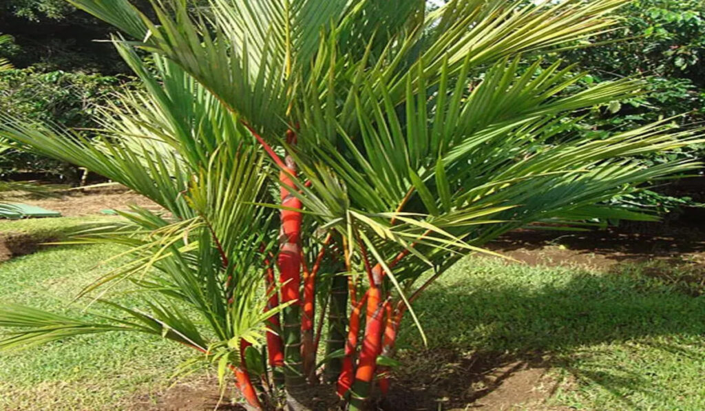 Outdoor Plant