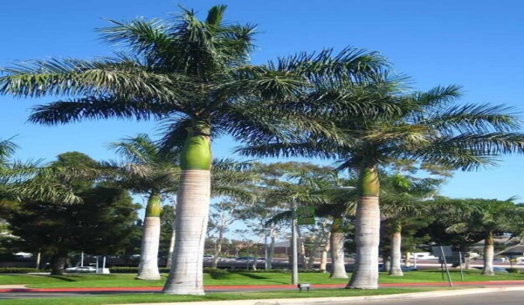 Palm Plants
