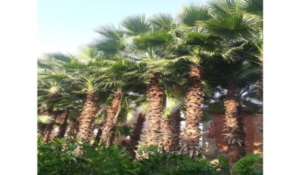 Washingtonia Palm - Image 3