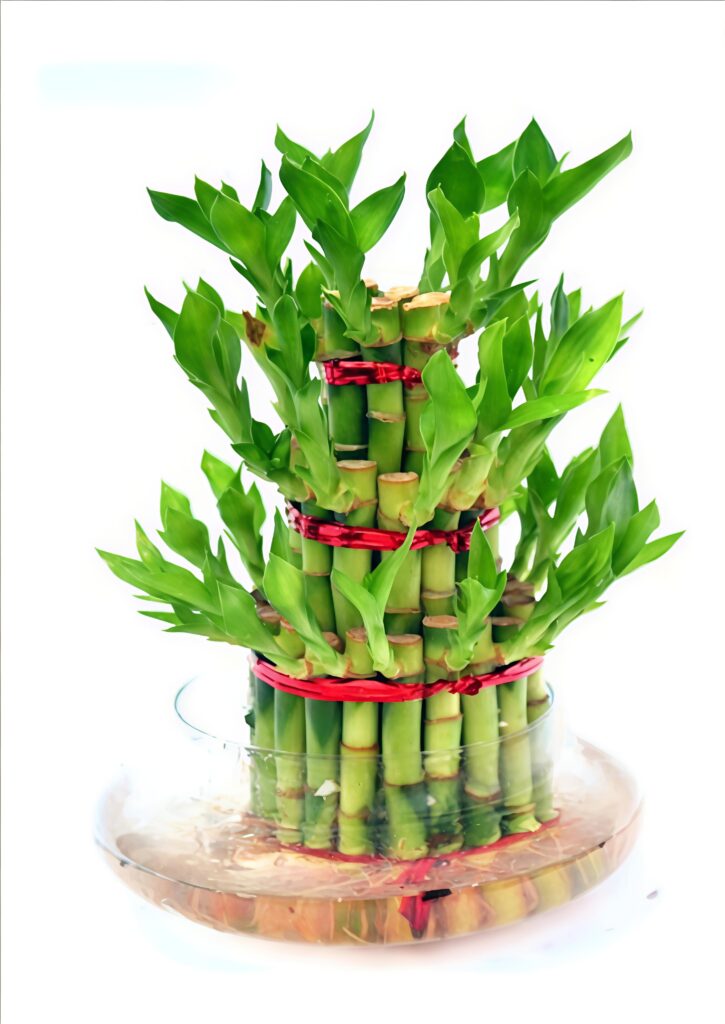 Exclusive Plants
