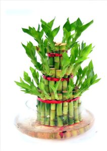 Lucky Bamboo