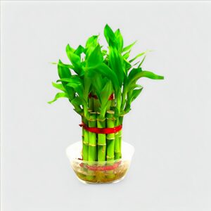 Lucky Bamboo
