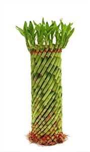 Lucky Bamboo