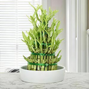 Lucky Bamboo