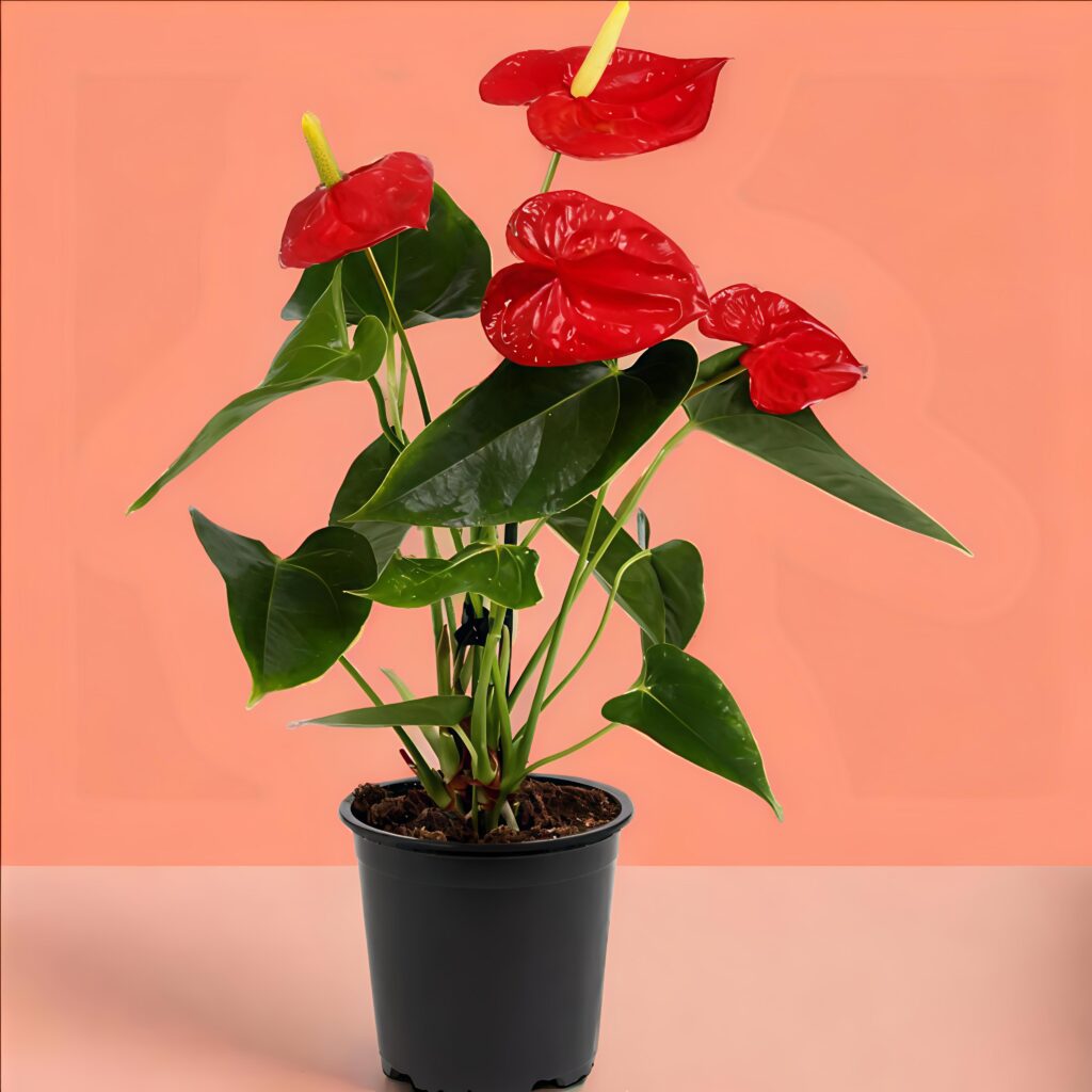 Exclusive Plants