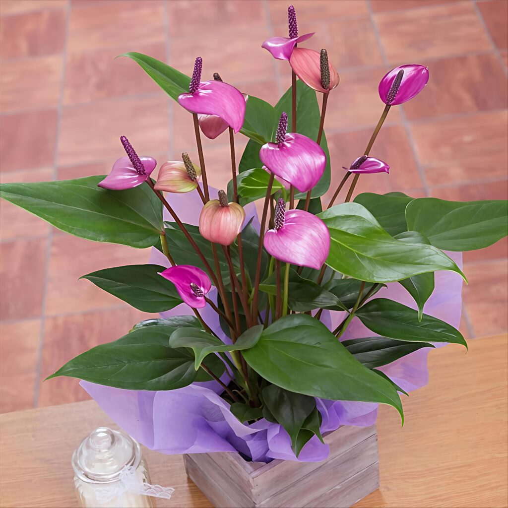 Exclusive Plants