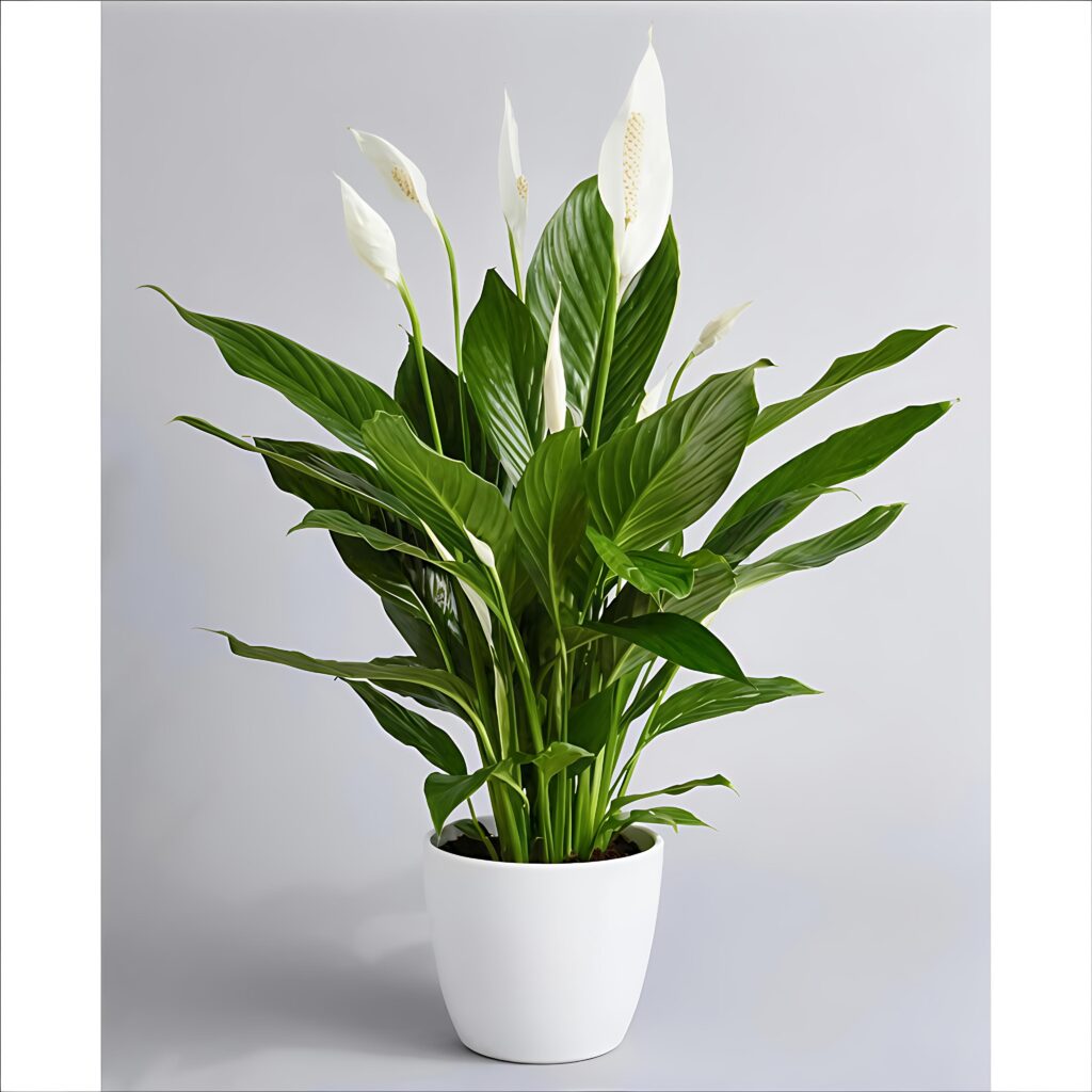 Exclusive Plants