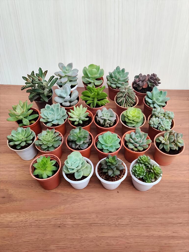 Exclusive Plants